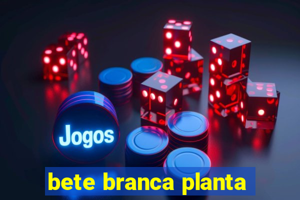 bete branca planta